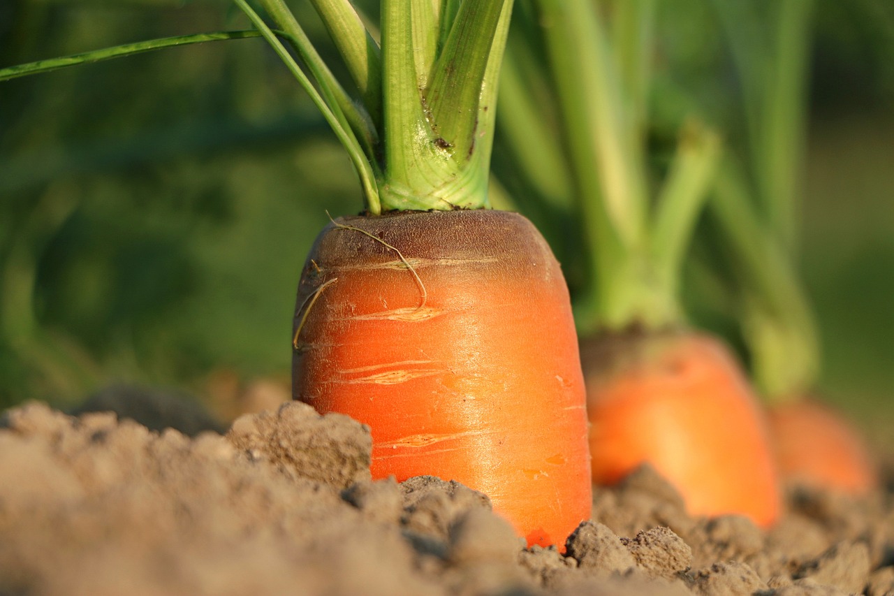 An organically grown carrot, ready for harvesting in agricultural land