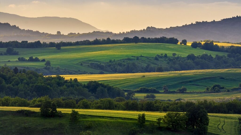 Agriculture Field