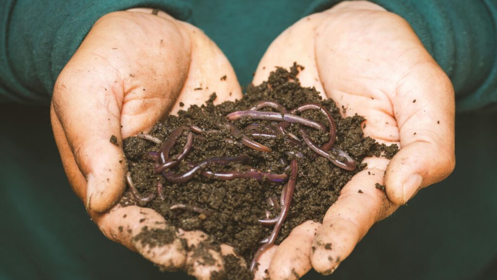 Organic Farming - Vermi Compost